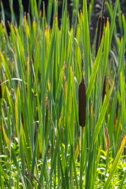 Geniş yapraklı yarasa Typha latifolia bataklık yaşam alanlarını tercih eder, sık sık gölet kıyısında yaşar..