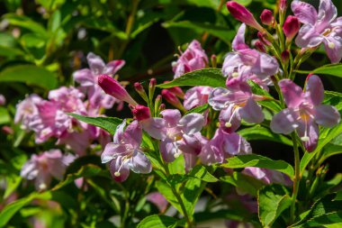 Weigela Bristol Ruby red flowers - Latin name - Weigela florida Bristol Ruby.