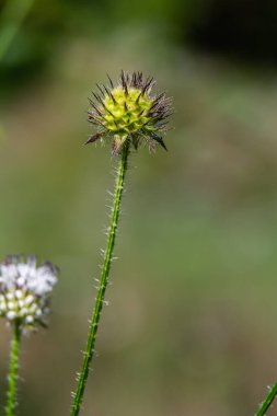 Dipsacus pilosus, Small Teasel. Wild plant shot in summer.