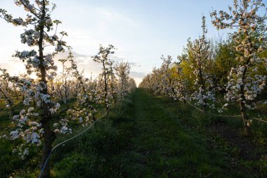 İlkbaharda meyve bahçesinde elma ağaçları, kırsalda bir fidanlıkta genç elma ağaçları.
