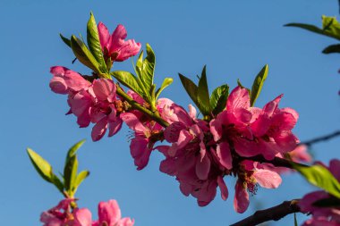 Güzel Pembe Şeftali Çiçekleri Bahçede, Pembe Şeftali Çiçekleri Şeftali Ağacında, Güzel şeftali çiçekleri yakın planda, çiçek açan meyve dalları.