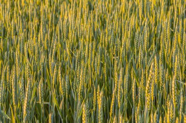 Bereketli buğday sapları, gün batımında altın renginde parlayan bir tarlada dimdik dururlar. Bu da kırsal bir alanda mahsulün olgunlaştığını gösterir..
