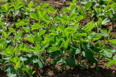 Genç soya bitkileri zengin topraklarda büyür, iyi korunan bir tarım alanında güneş ışığını emer, yaz başında büyüme ve canlılık gösterirler..