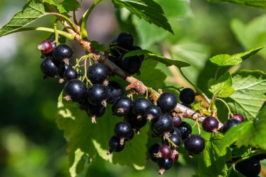 Parlak, olgun böğürtlenlerle süslenmiş, yemyeşil bir bahçedeki yemyeşil yaprakların ortasında güneşlenen siyah bir kuşüzümü yakından görmek..