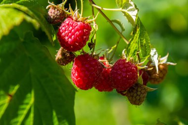 Çalının dallarında olgun kırmızı ahududular. Bahçede bir ahududu tarlası.