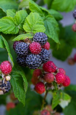 Çalının dallarında olgun kırmızı ahududular. Bahçede bir ahududu tarlası.