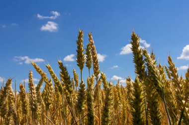 Buğday bitkileri güneşli bir gökyüzüne doğru uzanıyor, sıcak güneş ışığı altında parıldayan altın başları, birkaç beyaz bulut, sakin bir kırsal alana dağılmış durumda..