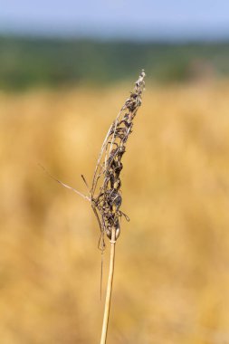 Tilletia hastalığına yakalanmış buğdayın yakın plan görüntüsü, kurumuş ve buruşuk kafaların sergilenmesi, tarım ortamında ekin sağlığı sorunlarının göstergesi.