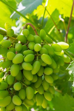 Dalda sallanan üzümlere yakın durun. Üzüm asmak. Üzüm yetiştiriciliği. Üzüm çiftliği. Dalda sallanan lezzetli yeşil üzüm demetleri. Üzüm. Seçici Konuya Odaklanma.