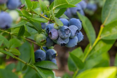 Canlı bir mavi yaban mersini çalısı Olgunlaşmış yabanmersini kümelerini iyi bakılmış bir bahçede sergiliyor.