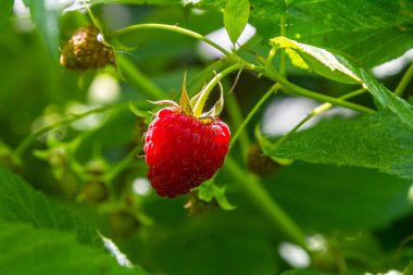 Çalının dallarında olgun kırmızı ahududular. Bahçede bir ahududu tarlası.