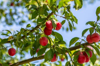 Açık mavi gökyüzünün altında yeşil dalları süsleyen parlak kırmızı erikler, canlı bir bahçede, ılık mevsimde doğanın güzelliğini gözler önüne seriyor..