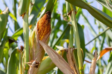 Hasat mevsiminde mısır tarlalarındaki mısır koçanları kavrulmuş mısır veya temel gıda olarak kullanılabilir..