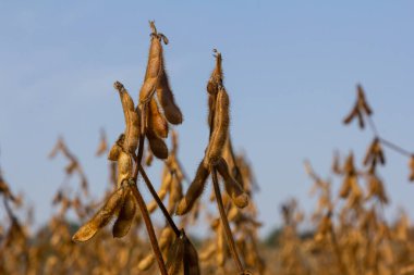 Uzun soya fasulyesi bitkileri bir tarlada duruyor, kabukları olgun ve altın renginde, açık mavi gökyüzü ise yaz sonu ılık atmosferini yükselterek büyümeyi teşvik ediyor..
