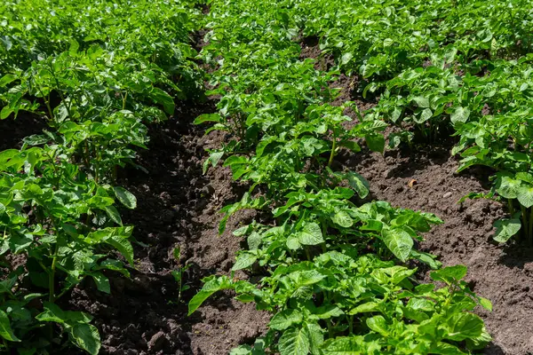 Patates tarlası yetiştirme mevsimi, taze sulama, ıslak toprak ve hava manzarası, drone atışı..