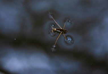 Böcek Gerris lacustris, Avrupa 'da su yüzeyinde hızlı hareket edebilme ve hidrofobik bacaklara sahip bir su yürüyüşçüsü türüdür..