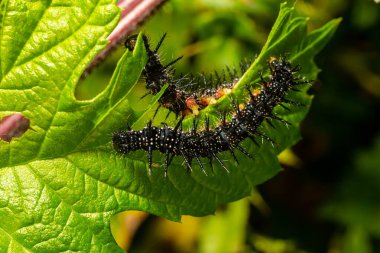 Avrupa tavus kuşu kelebeğinin tırtılları ile beslenirler..
