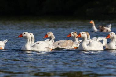 Evcil kaz, insanların etleri, yumurtaları ya da tüyleri için evcilleştirdikleri ve sakladıkları bir kazdır. Evcil kazlar yabani kır kazlarından seçici üreme yoluyla türetilmiştir. .