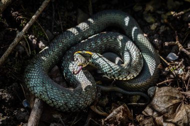 Çimen yılanı Natrix natrix, bazen halkalı yılan ya da su yılanı olarak da adlandırılır. İlkbaharda ormanda çiftleşme zamanı.