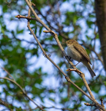 Chiffchaff, Phylloscopus collybita, bir ağaç dalına tünemiş..