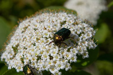 Parlak yeşil kabuklu böcekler, baharda doğanın güzelliğini sergilemek için çiçek açan bir bahçede, narin beyaz çiçek kümelerinin üzerinde toplanırlar..