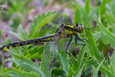 Dragonfly Gomphus vulgatissimus yeşil arka plan makro görüntüsünün önünde çiğ tanesiyle. Kanatlarda. Güneşli bir yaz sabahının mavi çiçekleri.