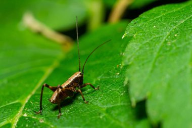 Ilık güneşin altında çeşitli bitkilerle dolu yemyeşil bir bahçede, parlak yeşil bir yaprağın üzerinde sürünen bir çekirge görülüyor..