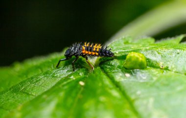 Siyah ve turuncu bir larva yeşil bir yaprak üzerinde hareket eder, yumuşak sabah ışığında eşsiz renklerini ve dokularını göstererek doğal ortamını ön plana çıkarır..