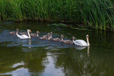 Yavru cygnetleri onları yakından takip ederken bir çift kuğu sakin bir nehirde süzülüyor. Bereketli çimenler, berrak mavi gökyüzünün altındaki nehir kıyısında..