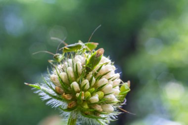 Canlı bir yeşil çekirge bir grup beyaz yonca çiçeğine dayanır, doğanın karmaşık detaylarını vurgulayarak, parlak güneş ışığında bulanık yeşil arka planda.