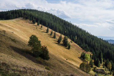 Yuvarlanan tepeler, parçalı bulutlu gökyüzünün altında güzel bir kontrastlı altın çimen ve sık yeşil ağaçlar sergiliyor..