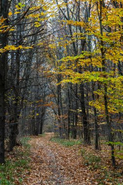Dolambaçlı bir yol, sonbahar yapraklarıyla süslenmiş sakin bir ormanın içinden geçiyor. Ağaçlar canlı sarılar ve kahverengilerin bir karışımını göstererek davetkar bir atmosfer yaratırlar. Gökyüzü bulutlu, renkleri güçlendiriyor.