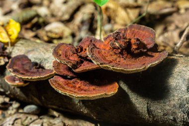 Hymenochaete rubiginosa ormandaki çürüyen bir kütükte yetişir ve eşsiz kırmızı-kahverengi yüzeyini ve farklı katmanlarını gösterir. Mantarlar orman çürümesine katkıda bulunur..