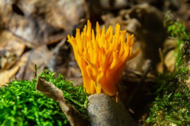 Parlak sarı Calocera viscosa, düşen yapraklar ve yosunların arasında dikilir, çarpıcı mercan benzeri görünümünü gün ışığında ormandaki bir ortamda gösterir..