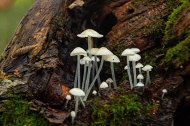 Parmelia sulcata ve Hemimycena delectabilis mantar kümeleri, ılıman bir orman ortamında, zengin yeşil yosunlarla çevrili çürüyen bir kütükte gelişir..