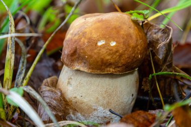 Mantarlar Coprinellus yayılımı ve Boletus bulbosusu sonbaharın altın ışığı altında orman zemininden dökülen yapraklar ve çimlerle çevrili olarak bulunurlar..