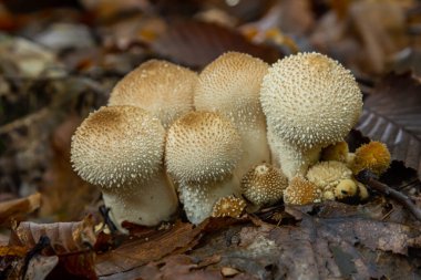 Lycoperdon perlatum mantarının detaylı bir görüntüsü, bilinen adıyla tütsülenmiş mantar, orman zemininde duruyor. Dokuları, yuvarlak şekli, yeryüzünün çevresiyle çelişiyor..