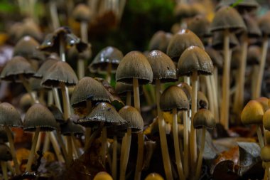 Bir grup Amanita phalloides ve Coprinellus yayılmış mantar nemli yaprakların arasında yoğun bir şekilde büyür ve sabahın erken saatlerinde eşsiz şekillerini sergilerler..