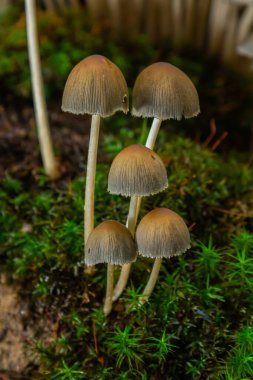Cortinarius rubellus ve Coprinellus mantar kümeleri orman zemininde büyüyen, yumuşak yeşil yosunlarla çevrili ve doğal ışık tarafından aydınlatılmış.