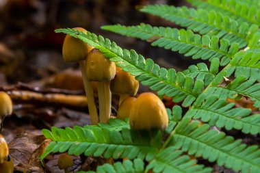 Bir grup Amanita phalloides ve Coprinellus yayılan mantarlar orman tabanından kısmen yeşil eğreltiotu yapraklarıyla kısmen gizlenmiş olarak çıkar..