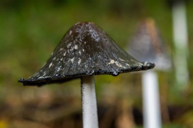 Coprinopsis Picacea. Magpie mantarı olarak da bilinir. Ormanda zehirli mantar..
