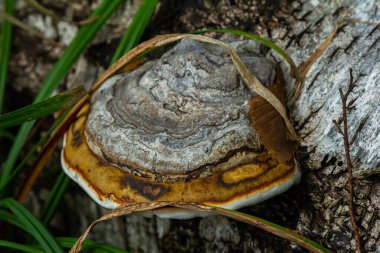 Fomitopsis pinicola, yumuşak ahşap ve parke ağaçlarında yaygın olarak rastlanan bir kök çürüme mantarıdır. Kıvrımlı meyve gövdesi kırmızı kemerli büzük olarak bilinir. Bu tür Orta Avrupa ve Asya 'da yaygındır..