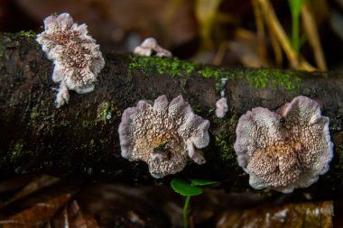 Xylodon mantarı nemli bir ormanda çürümüş bir kütükte yetişir ve zengin bir yeşillik ve organik çürüme zeminine karşı eşsiz doku ve desenler sergiler..