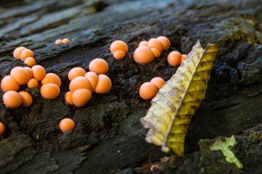 Turuncu Lycogala epidendrum sporları kümeleri, ormanda düşen yapraklarla çevrili, çürüyen odunlarda ortaya çıkar. Sabahın ilk ışıklarıyla canlı renkleri artar..
