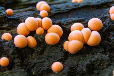 Küçük pembemsi küreleri andıran Lycogala epidendrum kümeleri çürüyen odunlarla büyür, ılık ve nemli yaz koşullarında ormanda gelişir..