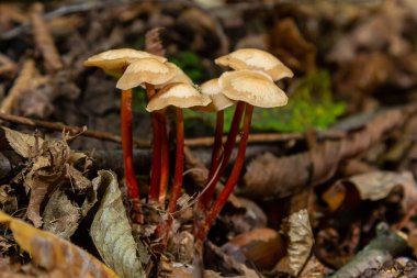 Çoklu Mycena timsah mantarları, sonbahar aylarında bir ormana yerleşmiş canlı kırmızı saplar ve ışık başlıklarıyla karakterize edilen yaprak çöplüğünden ortaya çıkar..
