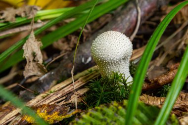 Lycoperdon perlatum mantarının detaylı bir görüntüsü, bilinen adıyla tütsülenmiş mantar, orman zemininde duruyor. Dokuları, yuvarlak şekli, yeryüzünün çevresiyle çelişiyor..