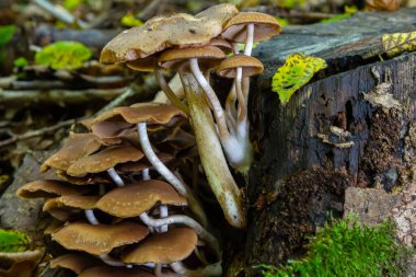 Kozalaklı Tuft kozalaklı ölü odunlar üzerine uzmanlaşmıştır. Stipe 'lar sıklıkla bükülür ve dar kümeler halinde büyürler. Şemsiye büyüdükçe düzleşir..