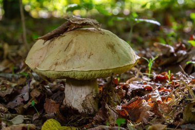 Çarpıcı yeşil orman zemininde Amanita phalloides ve Gyroporus siyansens mantarları yer alıyor. Güneş ışığı altında düşen yapraklarla çevrili..