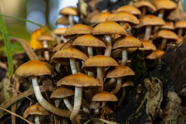 Kozalaklı Tuft kozalaklı ölü odunlar üzerine uzmanlaşmıştır. Stipe 'lar sıklıkla bükülür ve dar kümeler halinde büyürler. Şemsiye büyüdükçe düzleşir..
